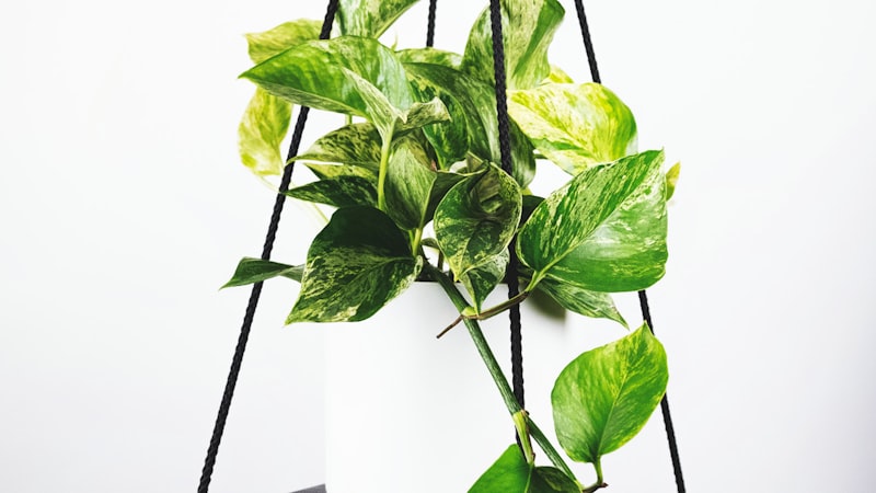 英超联赛关键战役直播 - 利物浦与曼联的经典双红会对决